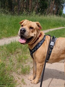 VANILKA K ADOPCI - 12m., vděčná, umazlená - 10