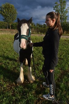 Prodej Irského Coba - 10