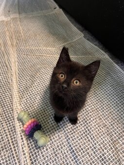 Vymazlená koťátka od koček z ulice - 10