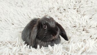 Zakrslý beránek, králíček, králík - ELLA - 10