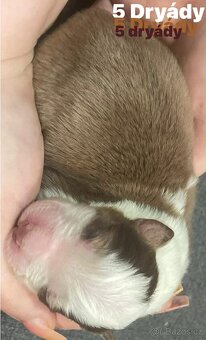 Border kolie s pp - 10