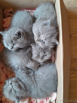 Britský kocourek ke krytí - 10