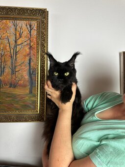 Mainská mývalí s PP - 10