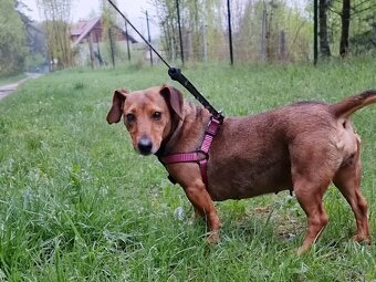 STELINKA K ADOPCI - umazlená jezevčí holčička - 10