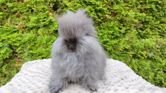 Zakrslý králík, králíček -(TEDDY)-OLAF A OLINA - 10