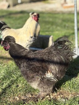 Kohouti hedvábnicky a Pavlovka - 10