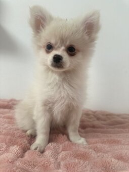 Štěňátka Pomeranian - 10