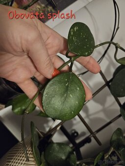 Pokojová rostlina - hoya různé, řízek - 10