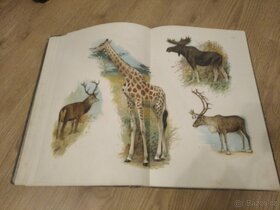 Kobrův Atlas živočišstva nakladatelství I.L.KOBER - 10