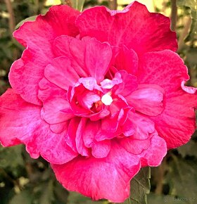 Ibišek Syrský keřový 12 barev - druhů - 10