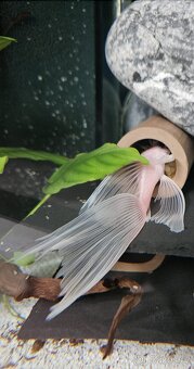 Pleco, Hypancistrus, Ancistrus long fin, sumce - 10