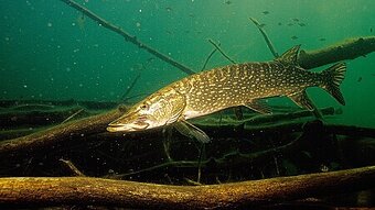 Prodej kapra štiky lína bílé ryby - 10