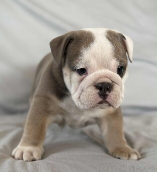 Anglicky Bulldog - 10