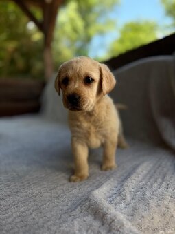 Labrador, štěňátka - 10
