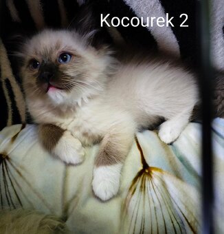 Ragdoll koťátka bez PP - 10