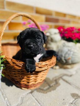 Cane Corso - 10