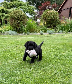Labrador , Labradorský retriever s PP - 10