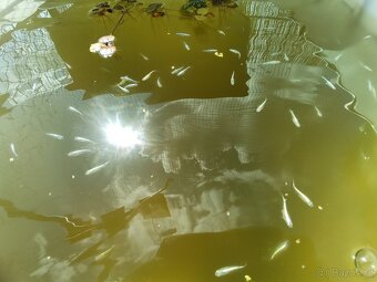 Medaka japonská,Oryzias latipes, Rýžová ryba - 10