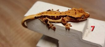 Pagekon řasnatý - 10