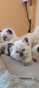 Ragdoll kotatka - 10