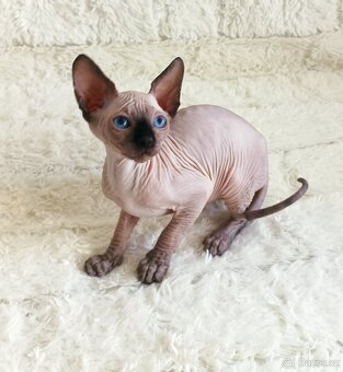 Kanadský sphynx - 10
