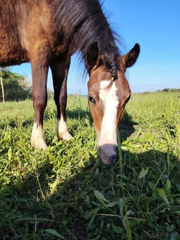 Prodám Welsh padr bret - 10