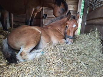 Prvomájový hřebeček ČMB 2025 - 10