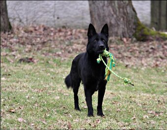 Německý ovčák - štěňatas PP - 10