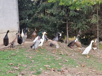 Indický běžec - 10