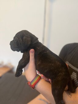 Štěně cane corso - 10
