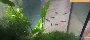 Akvarijní ryby,šneci,krevetky,rostliny - 10