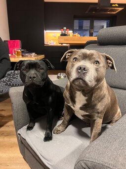 Stafordšírský Bulteriér - 10