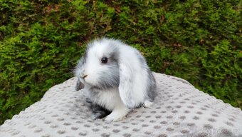 Zakrslý beránek, králíček, králík - MARIUS - 10