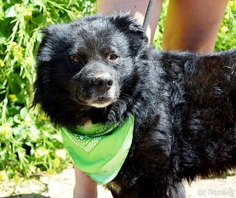 TICEAS K ADOPCI- 3 ROKY,TULÍCÍ ČERTÍK,HODNÝ,KLIDNÝ - 10