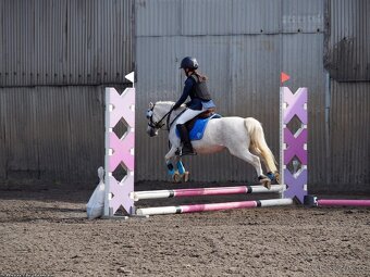 Prodej pony s TOP povahou - 10