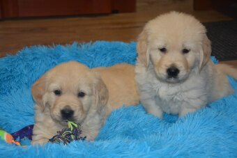 Zlatý retrívr - holčičky - 10