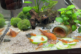Ancistrus sp. super red - 10