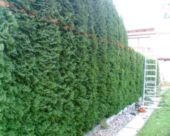 Sekání trávy zástřih živých plotů frézování pařezů - 10