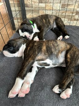 Štěňata německého boxera - 10