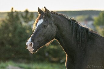 Welsh Cob valach - 3 roky - 10