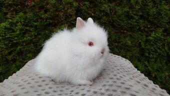 Zakrslý králík, králíček-(TEDDY)-ONŘEJ A OTA - 10
