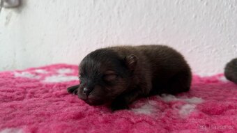 Štěňátka Pomeranian s PP FCI - 10