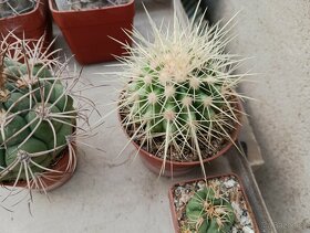 Kaktusy,agave , sukulenty - 10