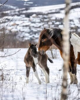Huculská klisna, hucul, Tobiano, pony, malý kůň - 10
