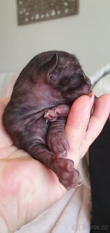 Cornish rex s PP - 10