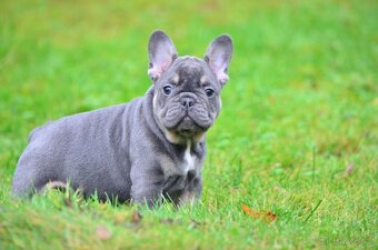 Francouzský buldoček s PP (jen kluci) - 10