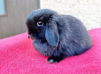 Zakrslý beránek, králíček, králík - ELLA - 10