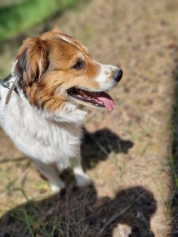 BASTY K ADOPCI - milý vděčný mazel, vhodný k dětem - 10
