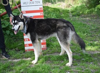 ALONZO K ADOPCI - přátelský, milý, kontaktní - 10