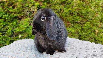 Zakrslý beránek, králíček, králík-PIPER - 10